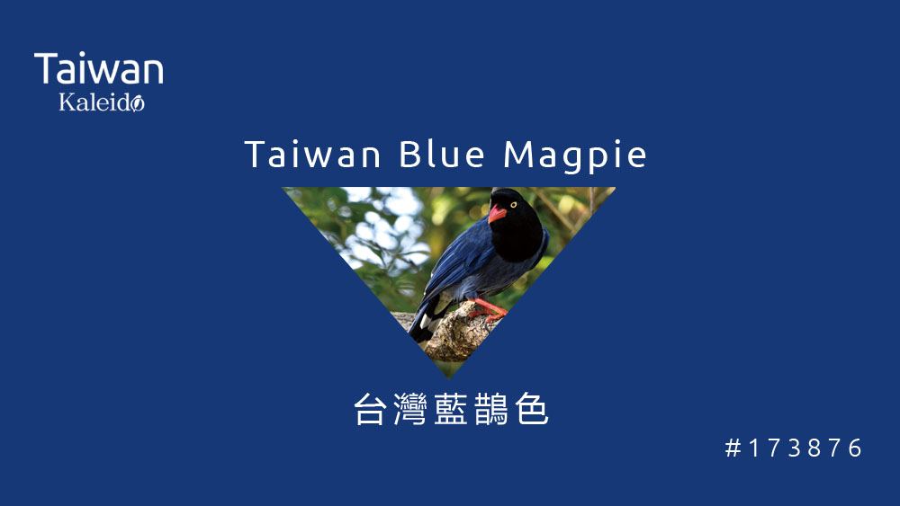 本週精選：台灣藍鵲色 Taiwan Blue Magpie #173876